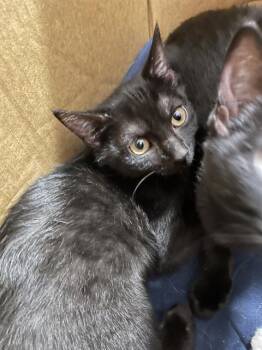 Domestic Short Hair Cats Available for Adoption in Palmetto, Florida - A136097 | PetCurious