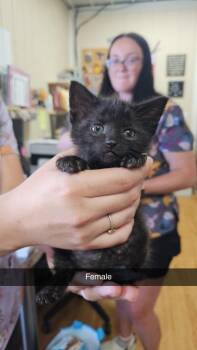 B2 -  Domestic Short Hair Cat for Adoption in Greensburg, Indiana - B2 | PetCurious