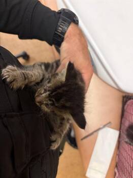 SCAMP -  Domestic Short Hair Cat for Adoption in Sacramento, California - SCAMP | PetCurious