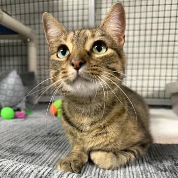 Donna -  Domestic Short Hair Cat for Adoption in Waynesville, North Carolina - Donna | PetCurious