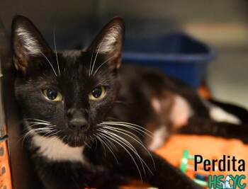 Domestic Short Hair Cats Available for Adoption in Fort Mill, South Carolina - Perdita | PetCurious