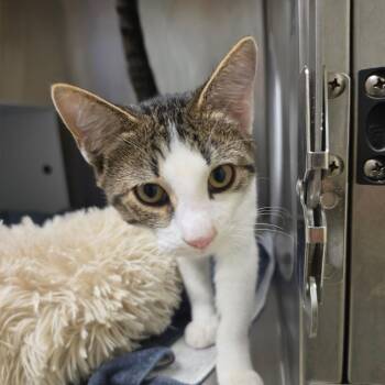 BurgerPants -  Domestic Short Hair Cat for Adoption in Briarcliff Manor, New York - BurgerPants | PetCurious