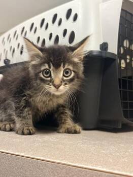 Lock -  Domestic Short Hair Cat for Adoption in Salisbury, Maryland - Lock | PetCurious