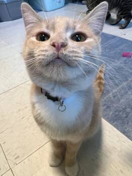 Domestic Short Hair Cats Available for Adoption in Rice Lake, Wisconsin - Dominick | PetCurious