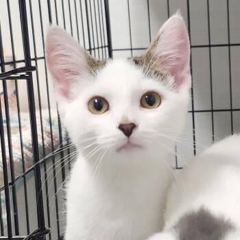 Charlie -  Domestic Short Hair Cat for Adoption - Charlie | PetCurious