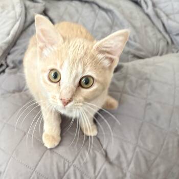 Sugar N Spice (bonded ,one fee) -  Domestic Short Hair Cat for Adoption in North Arlington, New Jersey - Sugar N Spice (bonded ,one Fee) | PetCurious