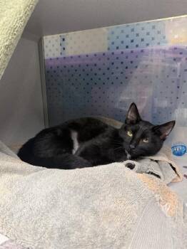 SARAH WILLIAMS -  Domestic Short Hair Cat for Adoption in Omaha, Nebraska - SARAH WILLIAMS | PetCurious