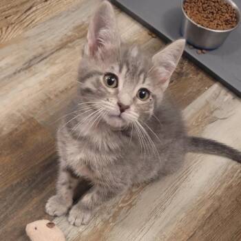 Kewpie -  Domestic Short Hair Cat for Adoption in Kansas City, Missouri - Kewpie | PetCurious