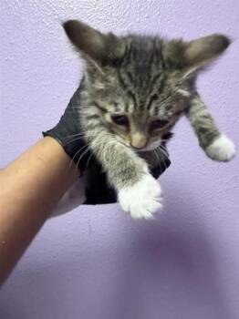 Daphne -  Domestic Medium Hair Cat for Adoption in El Paso, Texas - Daphne | PetCurious