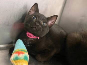 Rescue Domestic Short Hair Cats for Adoption in Fort Wayne, Indiana - WEDNESDAY | PetCurious