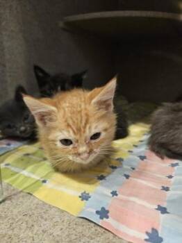 Fyve -  Domestic Short Hair Cat for Adoption - Fyve | PetCurious