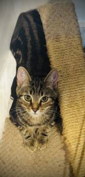 Rescue Domestic Short Hair Cats for Adoption in Jackson, Georgia - Vinny | PetCurious
