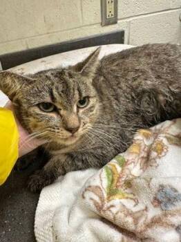 Kennedy - Barn Cat -  Domestic Short Hair Cat for Adoption in Williamsport, Pennsylvania - Kennedy - Barn Cat | PetCurious