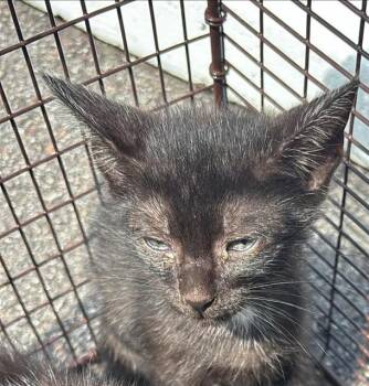 SNICKERS -  Domestic Short Hair Cat for Adoption in Houston, Texas - SNICKERS | PetCurious