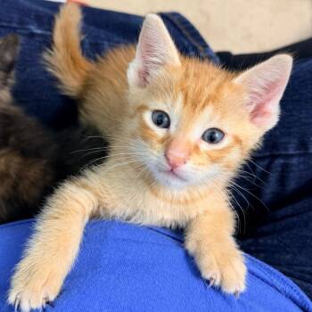 Domestic Short Hair Cats Available for Adoption in Austin, Texas - Mongo 3 | PetCurious