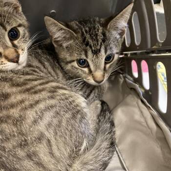Foxglove -  Domestic Short Hair Cat Available for Adoption in Memphis, Tennessee - Foxglove | PetCurious