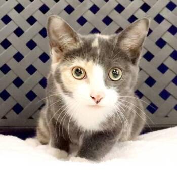 Guiness -  Domestic Short Hair Cat for Adoption in Midland, Texas - Guiness | PetCurious