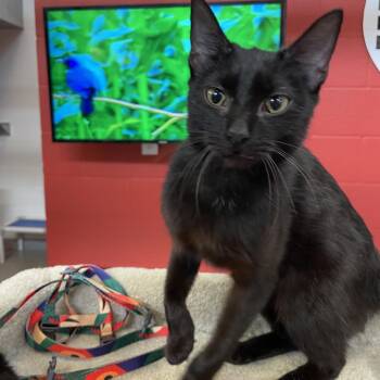 Domestic Short Hair Cats Available for Adoption - Kia | PetCurious