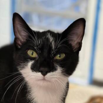 Peter pan -  Domestic Short Hair Cat for Adoption in Huntsville, Alabama - Peter Pan | PetCurious