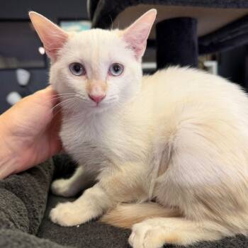 Sloane -  Domestic Medium Hair Cat for Adoption in Las Vegas, Nevada - Sloane | PetCurious