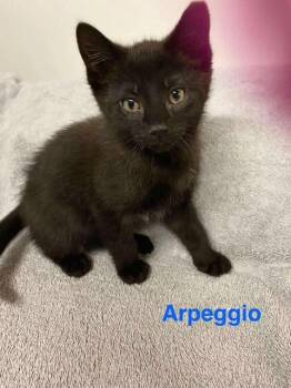 Rescue Domestic Short Hair Cats for Adoption in Cleveland, Ohio - Arpeggio | PetCurious