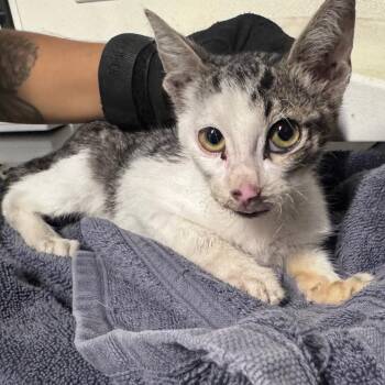 IVHS-Stray-143661 -  Domestic Short Hair Cat for Adoption in San Gabriel, California - IVHS-Stray-143661 | PetCurious