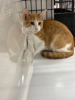 Striker -  Domestic Short Hair Cat for Adoption in St. Cloud, Florida - Striker | PetCurious