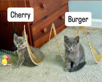 Cherry & Burger bonded kittens -  Domestic Short Hair Cat for Adoption in Enfield, Connecticut - Cherry & Burger Bonded Kittens | PetCurious