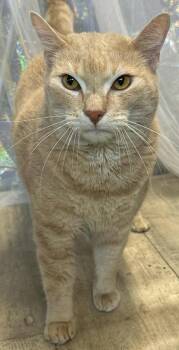 Rescue Domestic Long Hair and Domestic Short Hair Cats for Adoption in Shreveport, Louisiana - Bee Bo | PetCurious