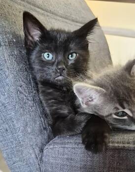 Somber -  Domestic Short Hair Cat for Adoption in Winnipeg, Manitoba - Somber | PetCurious