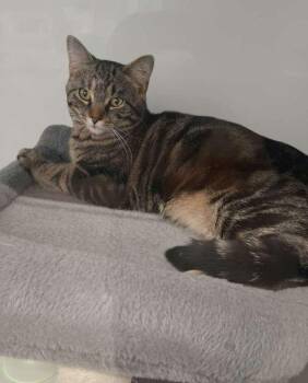 Domestic Short Hair and Tabby Cats Available for Adoption in Westfield, Wisconsin - Goober #2 | PetCurious