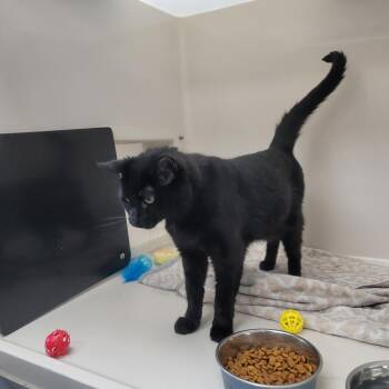 Binx -  Domestic Short Hair Cat for Adoption in La Grange, Kentucky - Binx | PetCurious