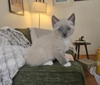 MARGOT -  Domestic Short Hair Cat for Adoption in Burbank, California - MARGOT | PetCurious
