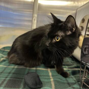 Domestic Medium Hair Cats Available for Adoption - Buster Marie | PetCurious