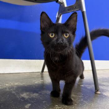 Yang -  Domestic Medium Hair Cat for Adoption in Los Angeles, California - Yang | PetCurious