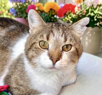 Dasher -  Tabby Cat for Adoption in Perry, Iowa - Dasher | PetCurious