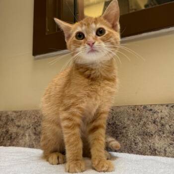 Blondie -  Domestic Short Hair Cat for Adoption in York, Pennsylvania - Blondie | PetCurious