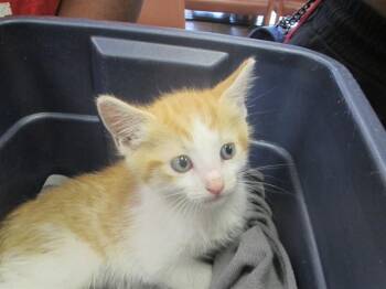 JIM -  Domestic Short Hair Cat Available for Adoption in Ocala, Florida - JIM | PetCurious