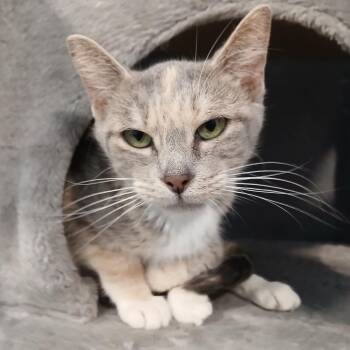 Lady Danbury -  Domestic Short Hair Cat for Adoption in South Haven, Michigan - Lady Danbury | PetCurious