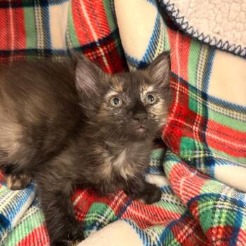 Betty -  Domestic Short Hair Cat for Adoption in Goleta, California - Betty | PetCurious