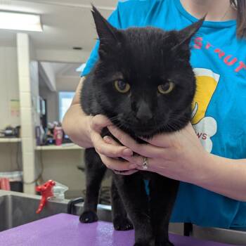 Domestic Short Hair Cats Available for Adoption in Indianapolis, Indiana - Patrick | PetCurious