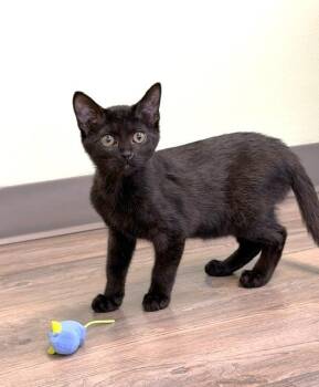 Artie -  Domestic Short Hair Cat for Adoption in Lombard, Illinois - Artie | PetCurious