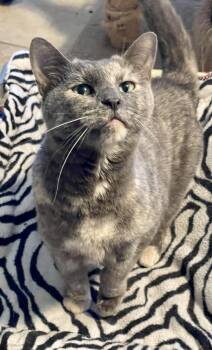 Domestic Short Hair Cats Available for Adoption in Lacon, Illinois - Toni | PetCurious