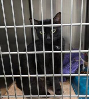 MIDNIGHT STAR (cc7249) -  Domestic Short Hair Cat for Adoption in West Orange, New Jersey - MIDNIGHT STAR (cc7249) | PetCurious