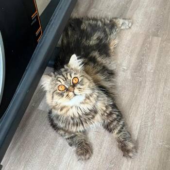 Persian and Domestic Long Hair Cats Available for Adoption - Alex | PetCurious