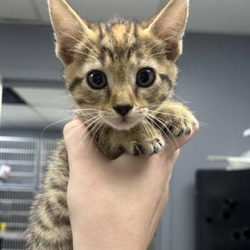 Mercedes -  Domestic Short Hair Cat for Adoption in Birmingham, Alabama - Mercedes | PetCurious