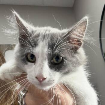 Shushi -  Domestic Medium Hair Cat Available for Adoption in Midland, Texas - Shushi | PetCurious