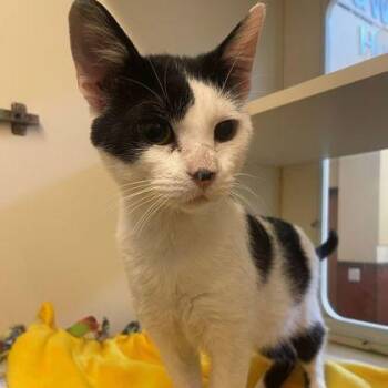 Trapper -  Domestic Short Hair Cat for Adoption in Rochester, Minnesota - Trapper | PetCurious