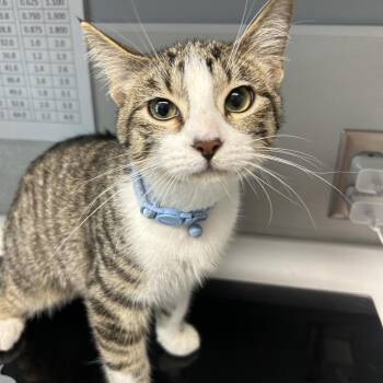 Chop -  Domestic Short Hair Cat for Adoption in Saint Joseph, Missouri - Chop | PetCurious