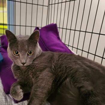 Rescue Domestic Short Hair Cats for Adoption in Middletown, New York - Magic | PetCurious